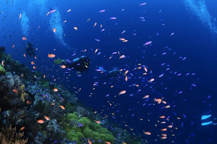 ディープ・ダイバー・スペシャルティ・コース