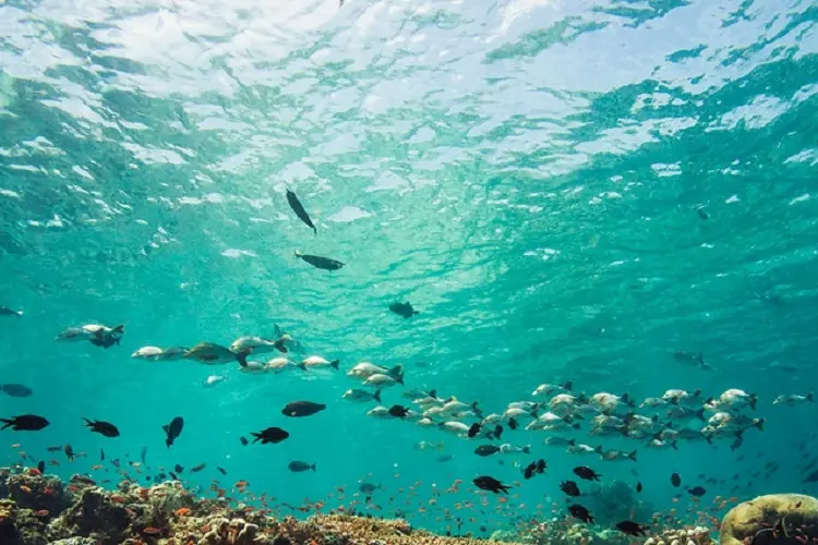 魚の見分け方スペシャルティ・コース