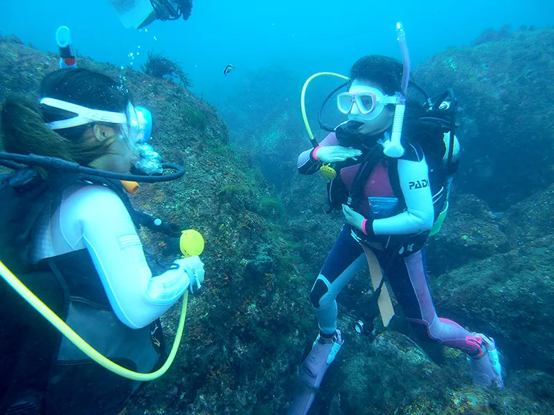 PSDコースイメージ