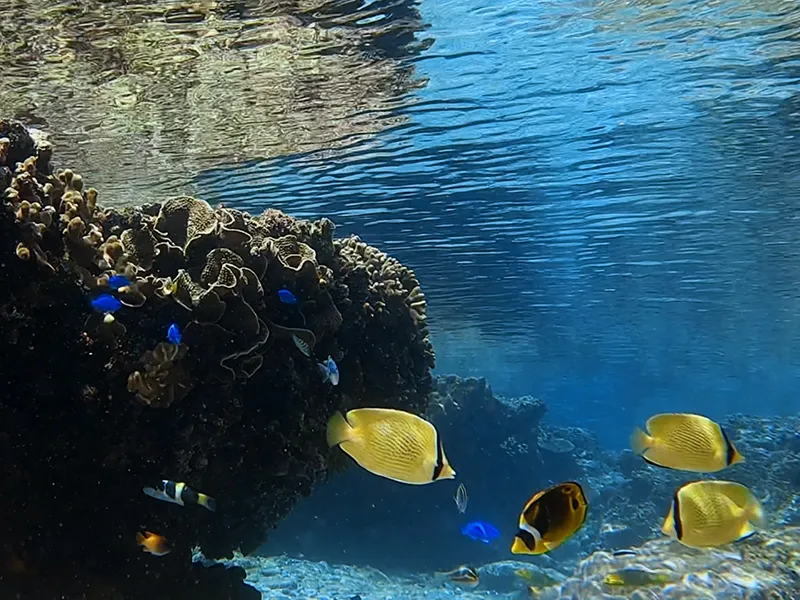 チョウチョウウオ