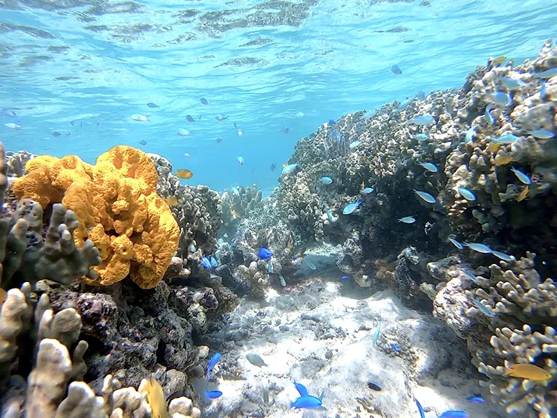 ソラスズメダイ