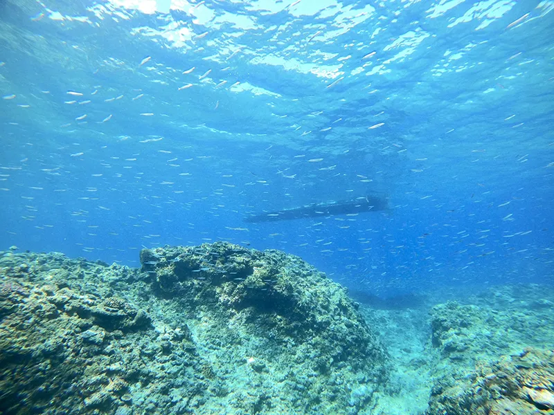 キビナゴの群れ